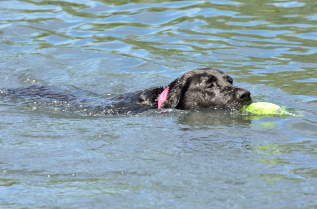 Hund schwimmt im See